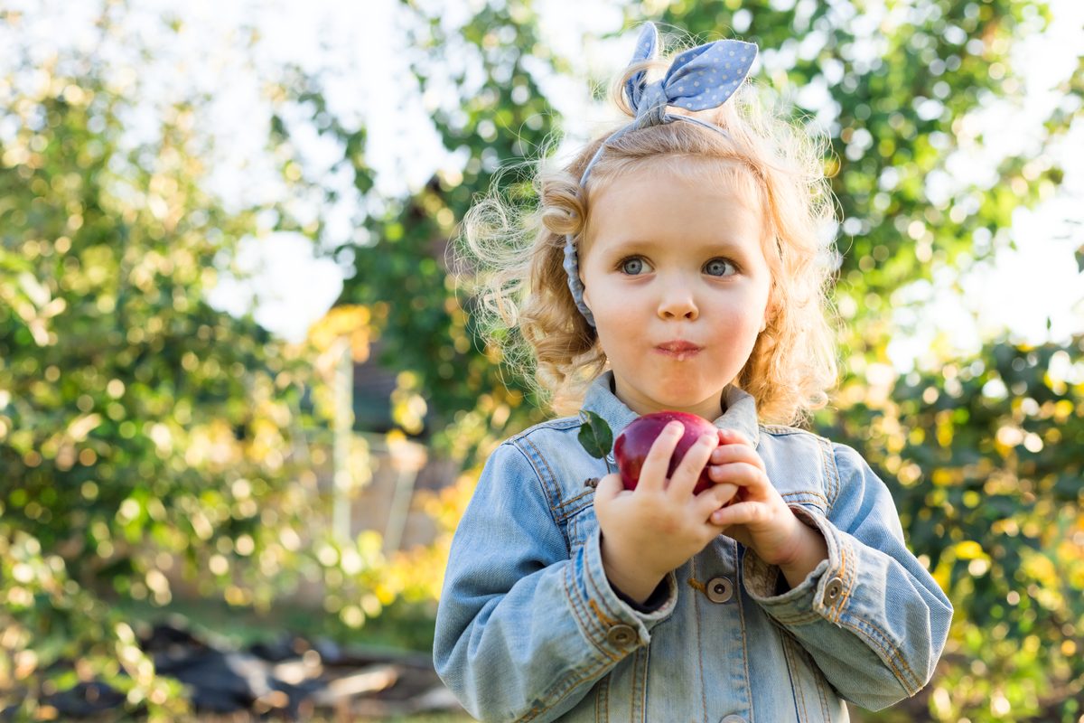 Apple picking at the orchard